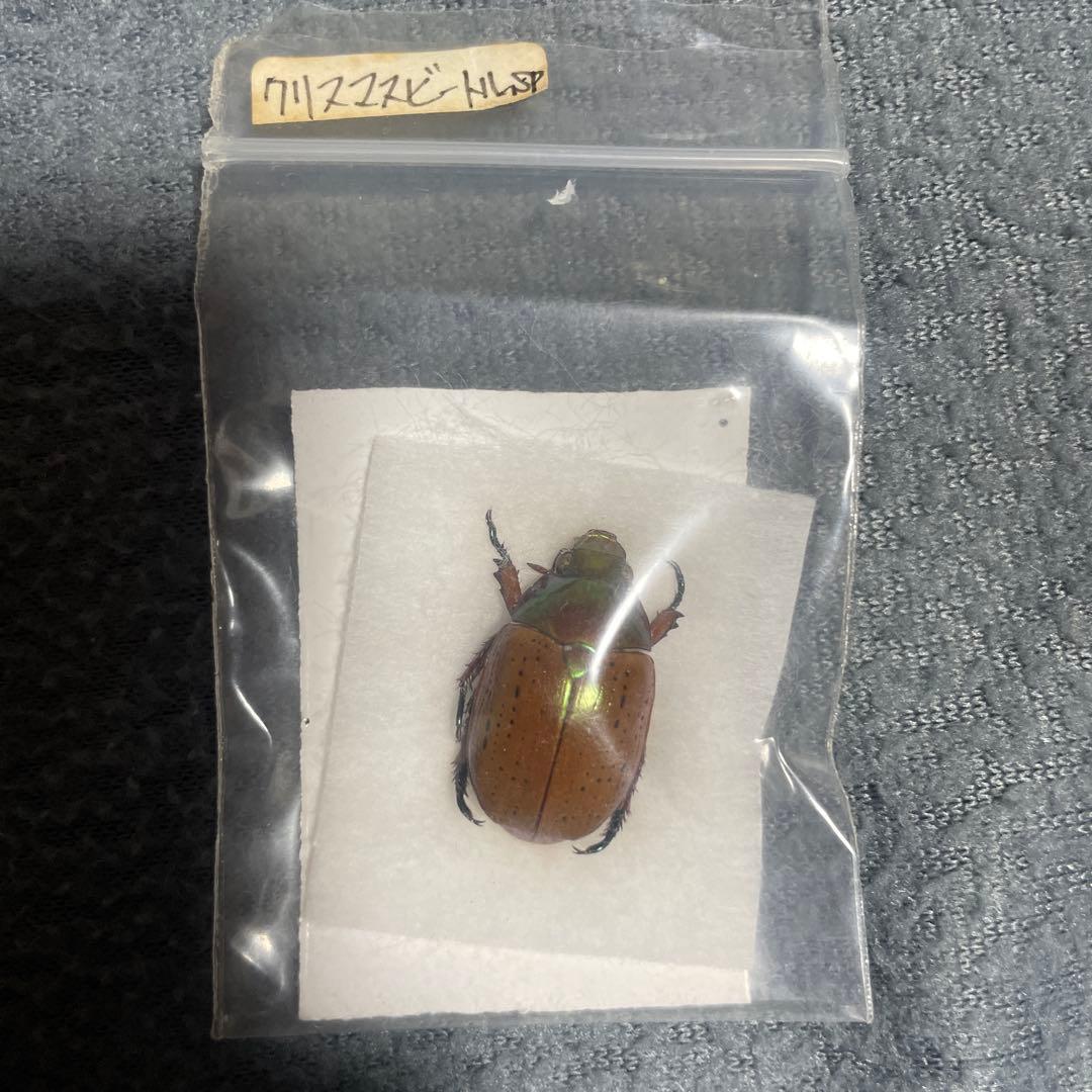 クリスマスビートル 標本