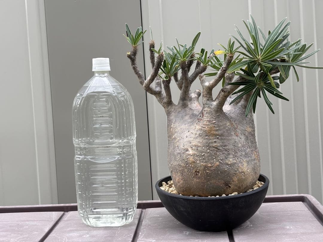 パキポディウムグラキリス　大型 塊根植物 黒鉢付き