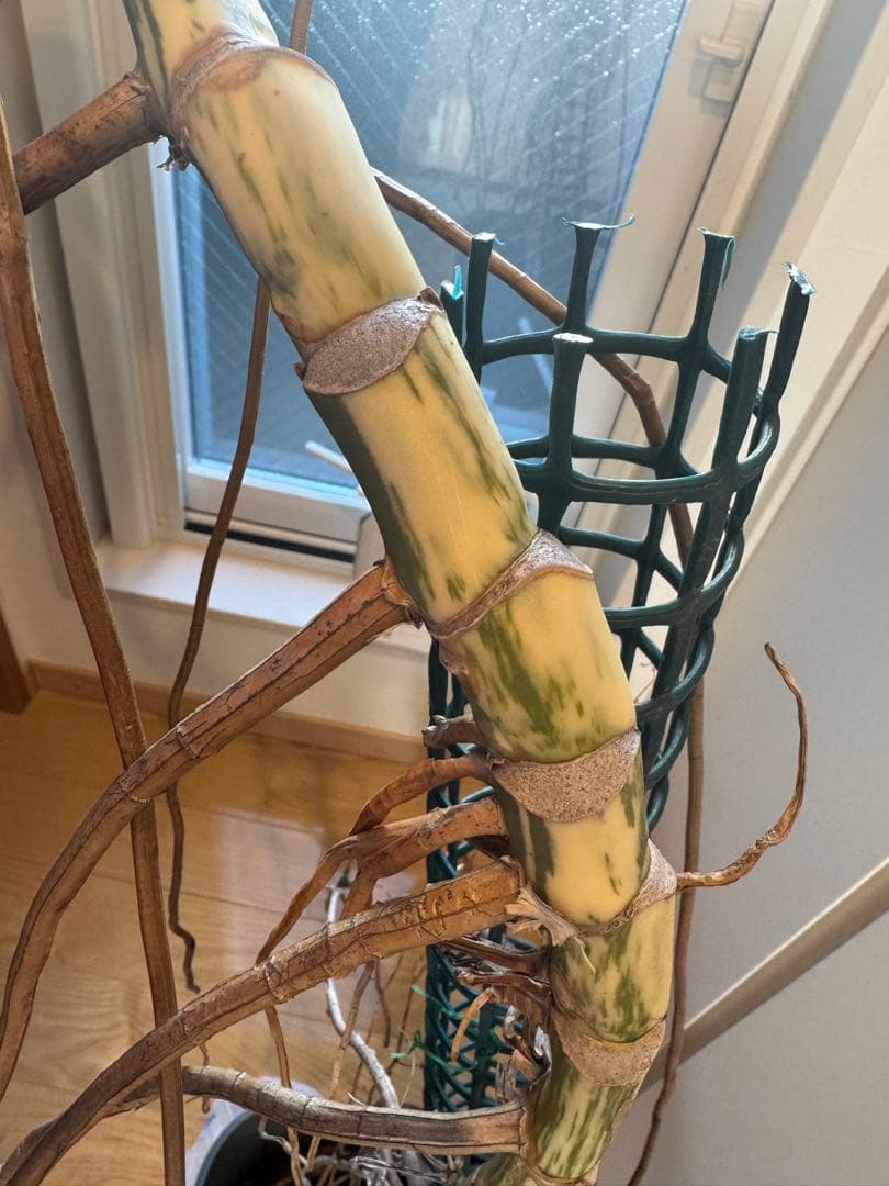 斑入りモンステラ