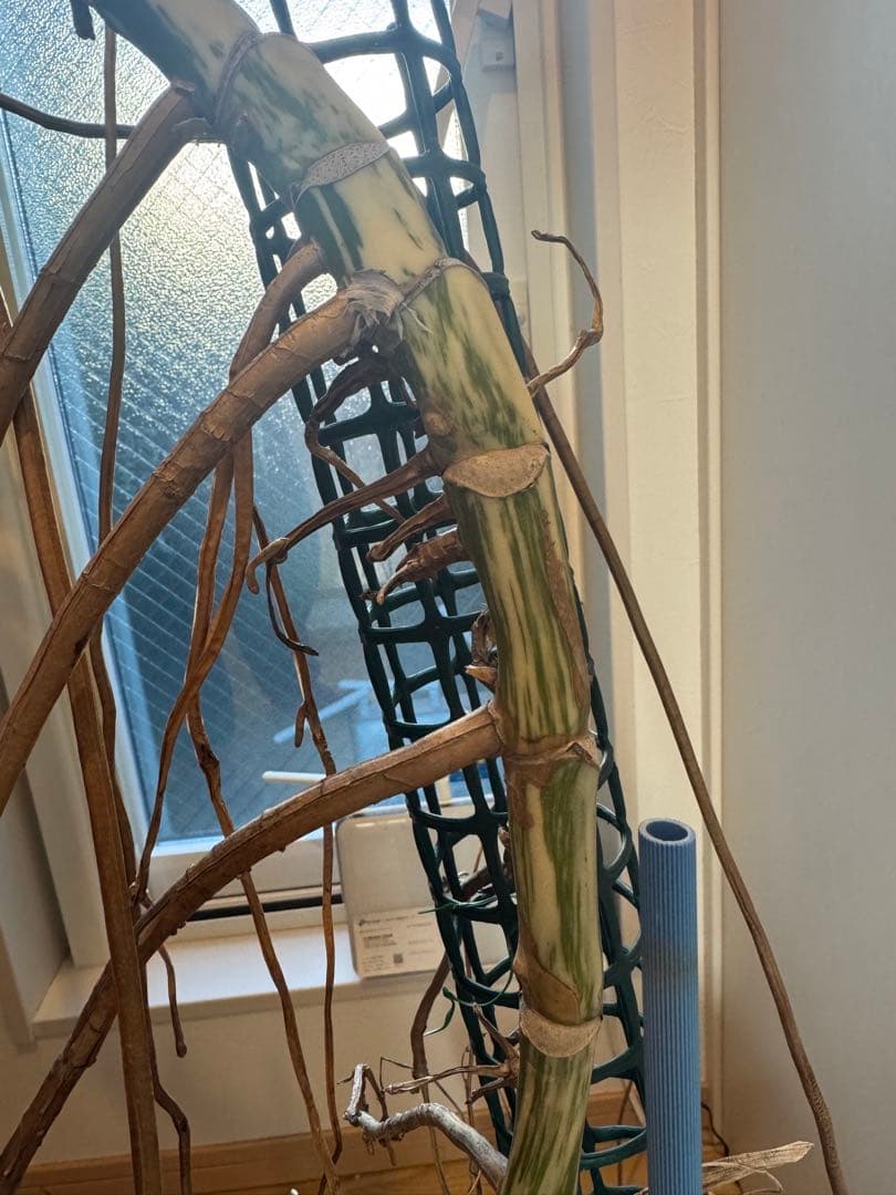 斑入りモンステラ