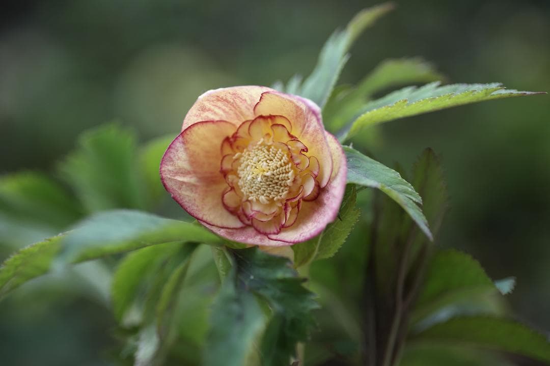 Komati「ブラックフライデー」クリスマスローズ 苗 SD蜃気楼 セルフ