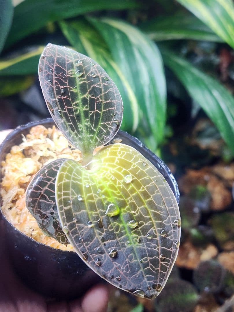 たわし様 リクエスト 4点 まとめ商品