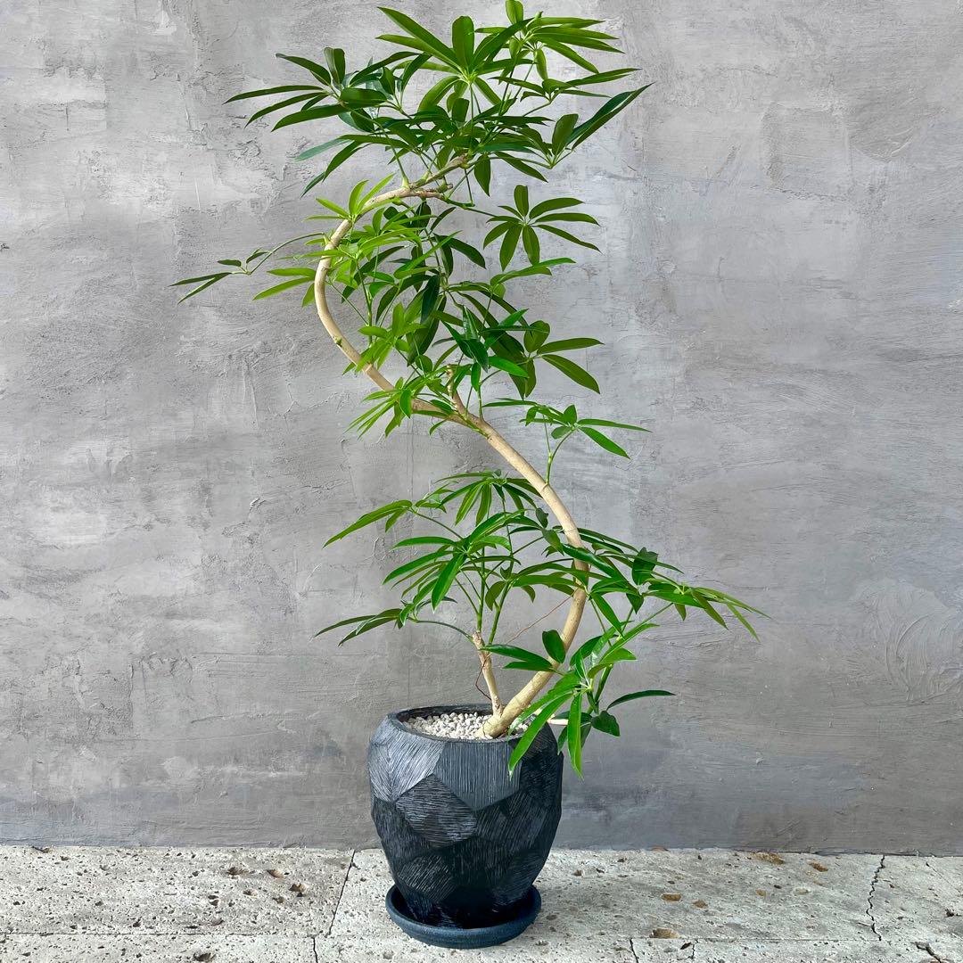 大型　シェフレラ　アンガスティフォリア　S字仕立て　陶器鉢　植え込み発送
