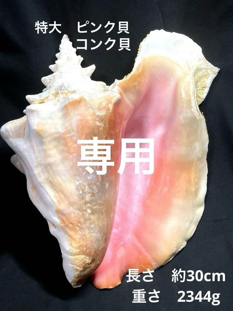 超特大　コンク貝、ピンク貝 (カリブ海産　特大サイズ　約30cm、2344g)