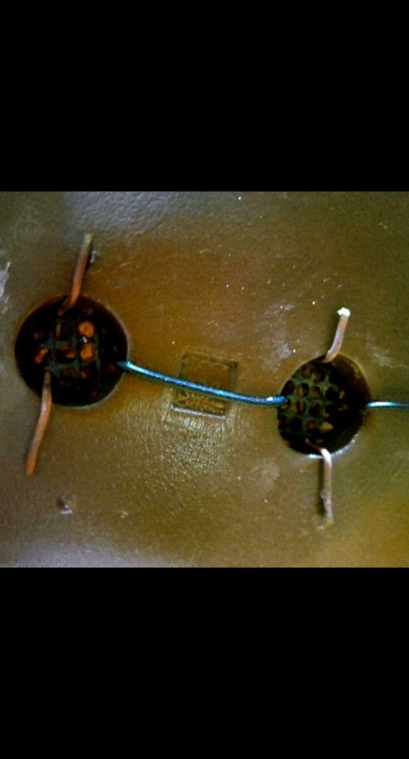 【貴風(30㎝)　一位盆栽】　　　⭕展示会仕様❗真柏…