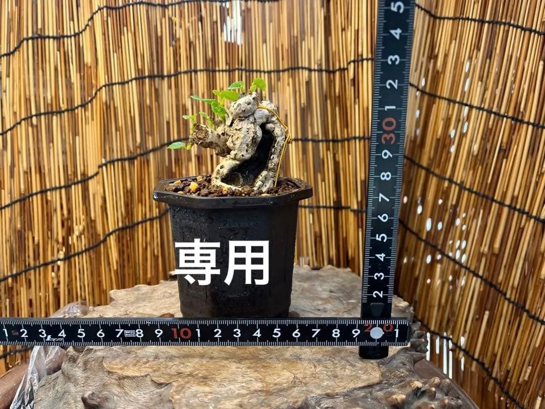 ✨✨✨オキナワオオハマボウ【◎良品サバ幹】検/ユウナハート葉♪happyセール♪