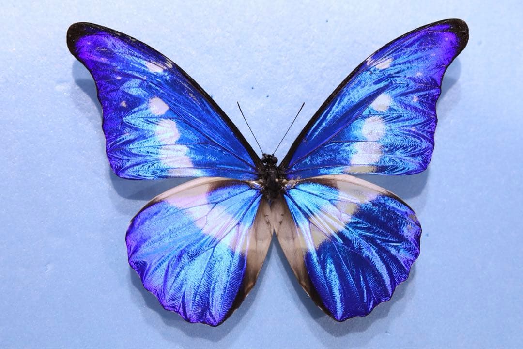 ヘレナモルフォ！標本！1