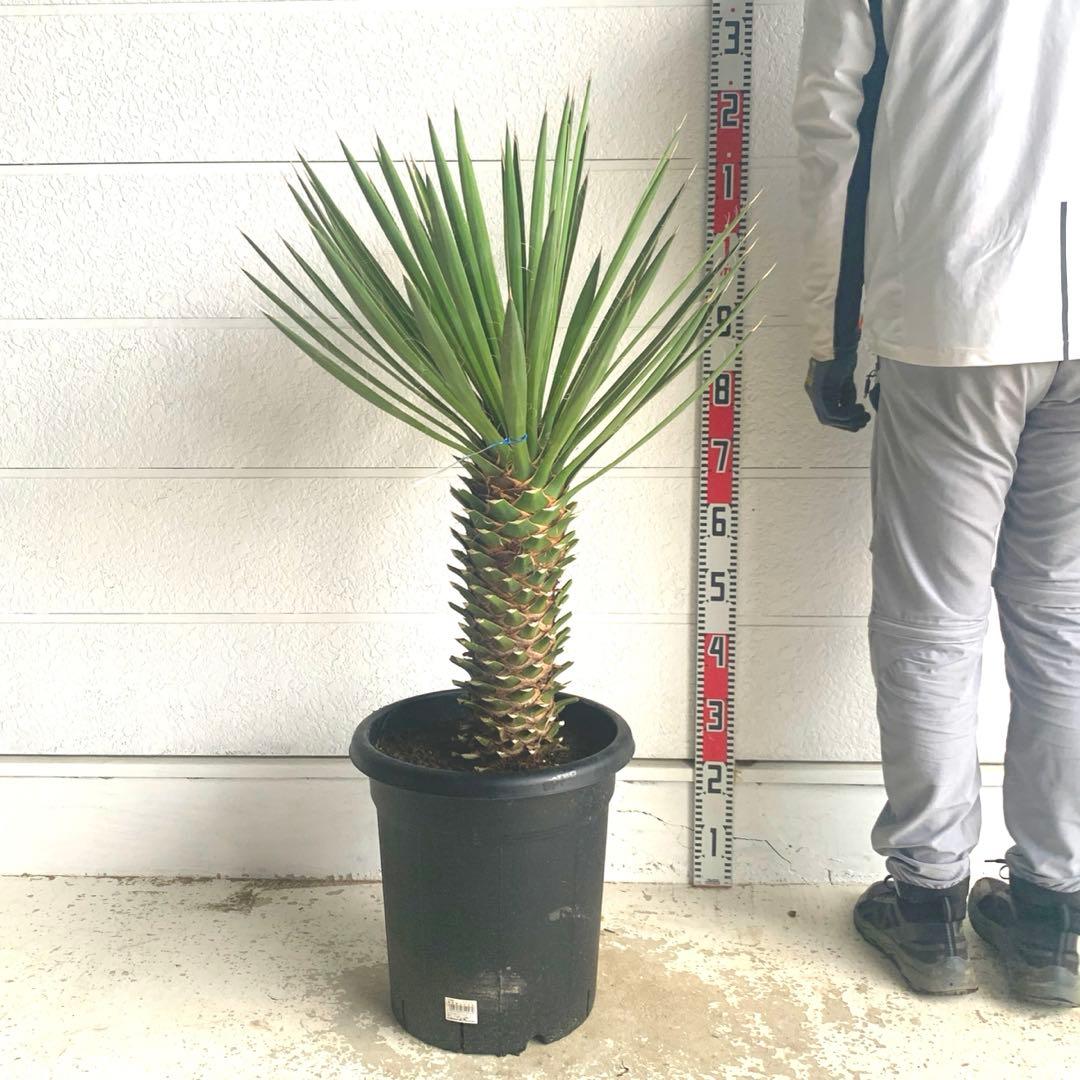 売り尽くしSALE ユッカ　フィリフェラ　大株　オーレア　幹太　95
