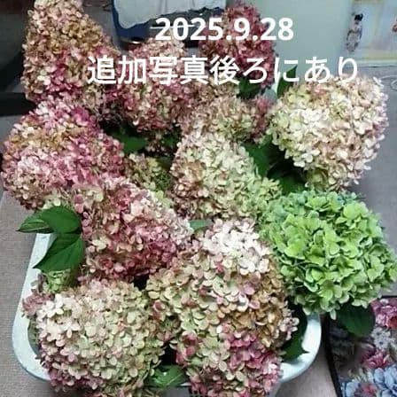 2025.9.追加ありピラミッドあじさい内容説明ご予約ページ（読む所から）