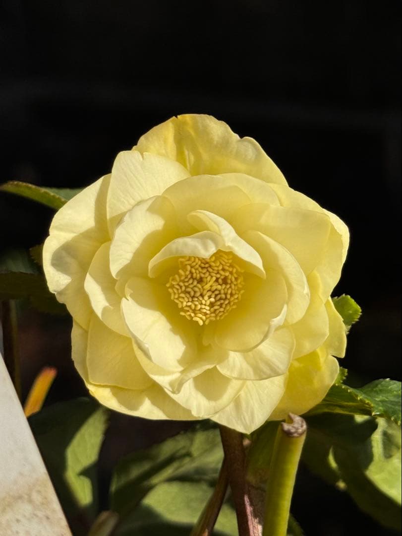 クリスマスローズ 加藤農園 かぐや姫×かぐや姫