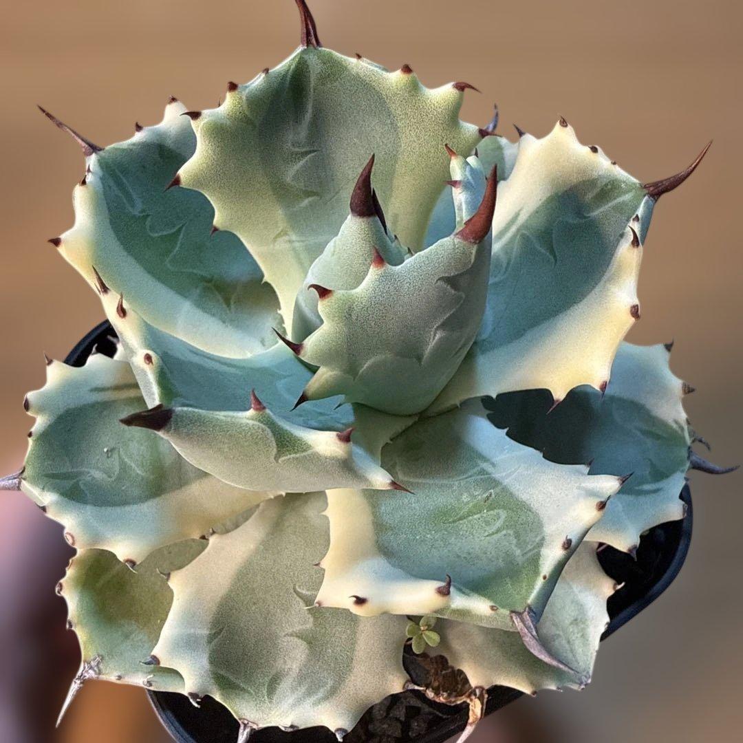 【極上】アガベ アトミックゴールド プレステラ105 極上ペンキ 赤棘