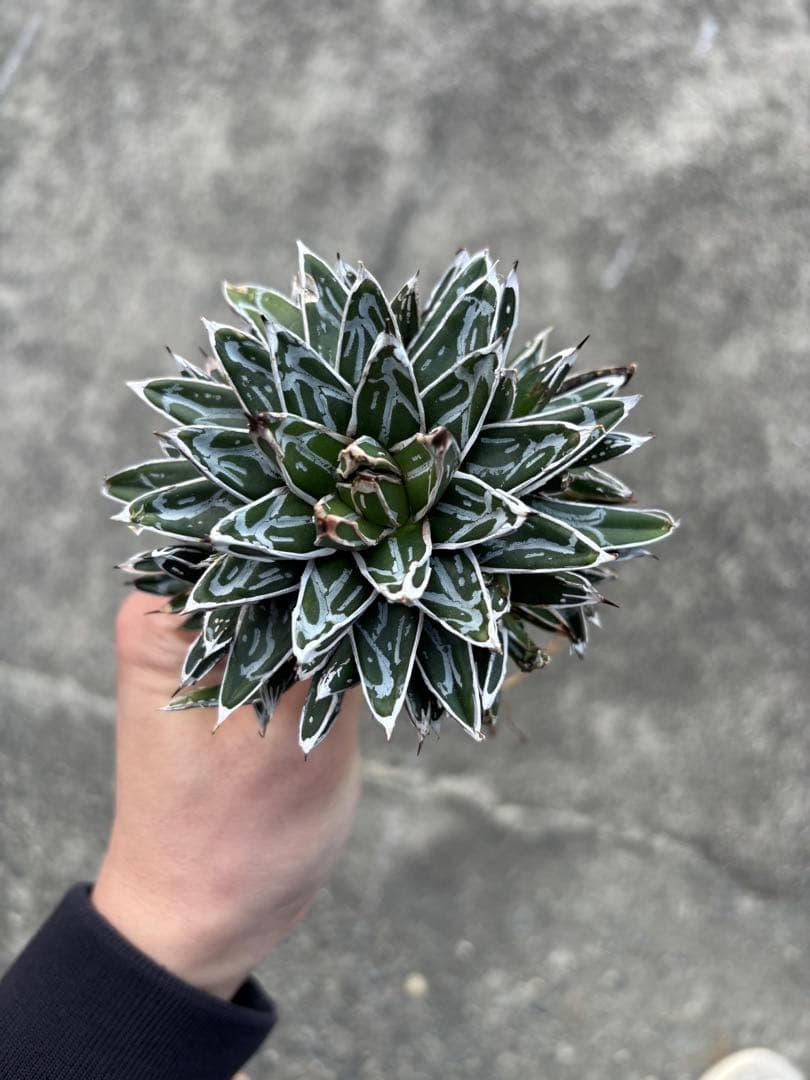 アガベ　姫笹の雪　矮性　選抜株　子株10個付