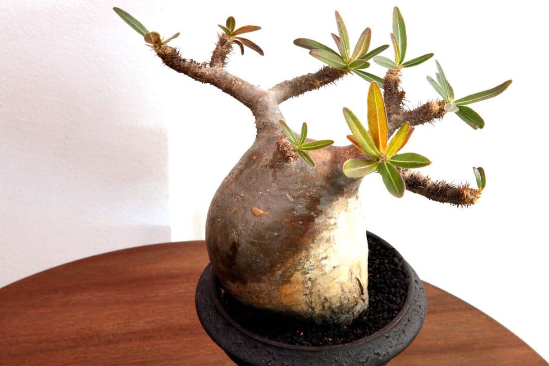 良型★カクタスグリーン産★CACTUS GREEN産★パキポディウム グラキリス