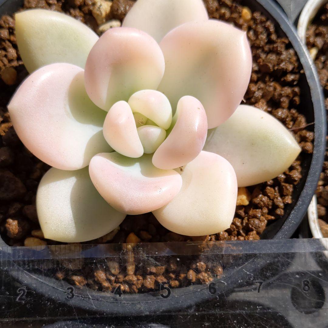 ♥桜空ちゃん専用♥　丸葉アリエールホワイトニングピンク斑入り