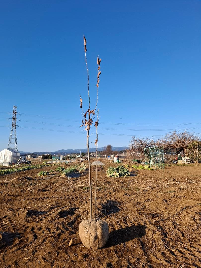 ヤマコウバシ　雑木　山彩　－－アオダモ、アオハダ、カエデ、モミジーー