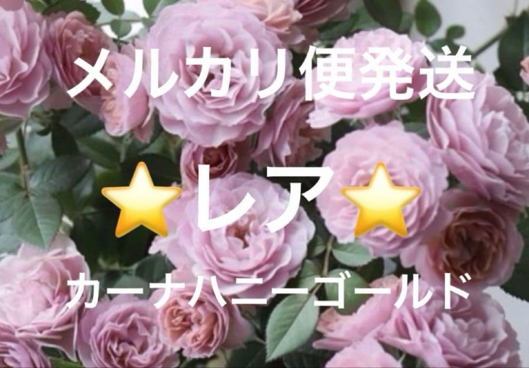 ⭐️レア品種⭐️四季咲きミニバラ　カーナハニーゴールド　(メルカリ便発送)