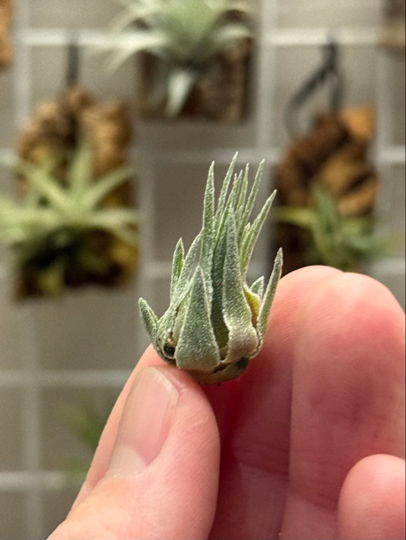 ブロメリア・エアープランツ Tillandsia sprengeliana coastal form