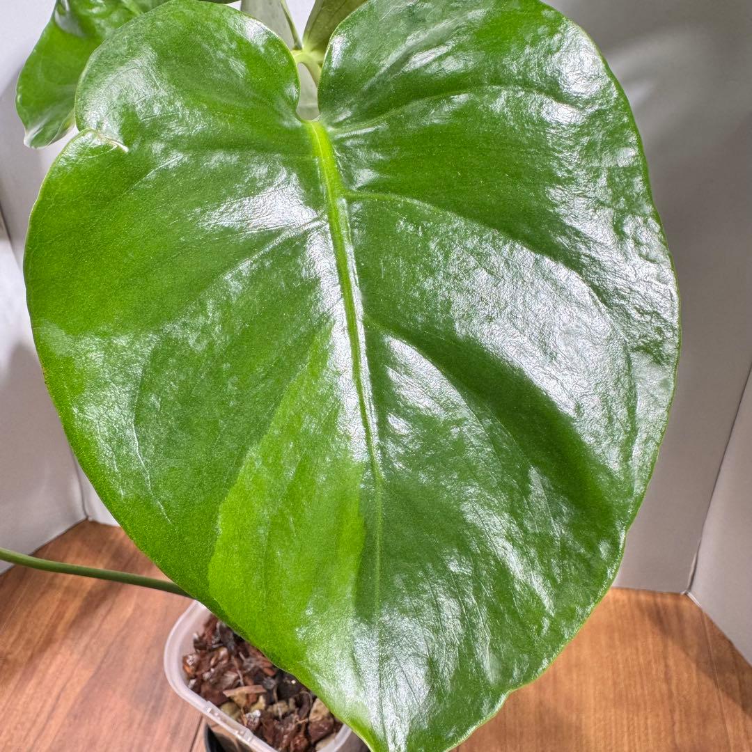 激レア？　モンステラ　デリシオーサ　緑斑&黄斑&白斑