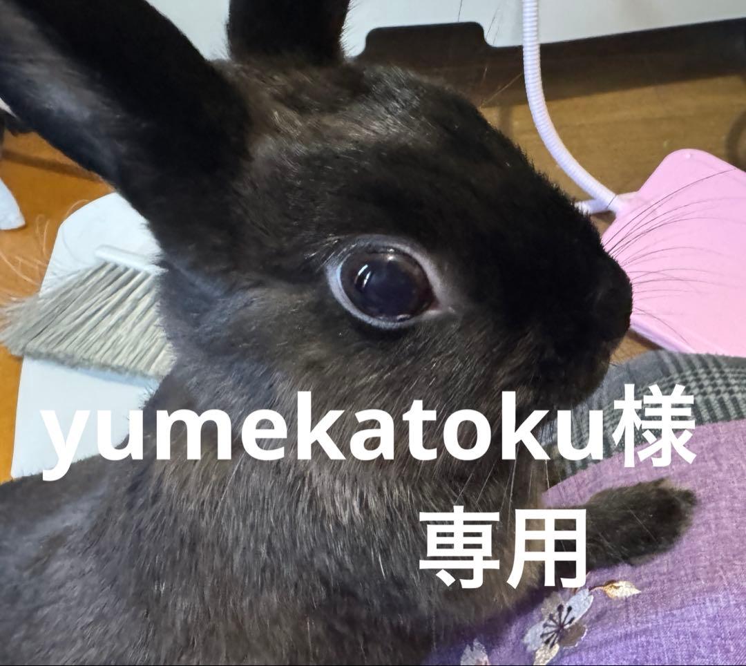 その他 yumekatoku