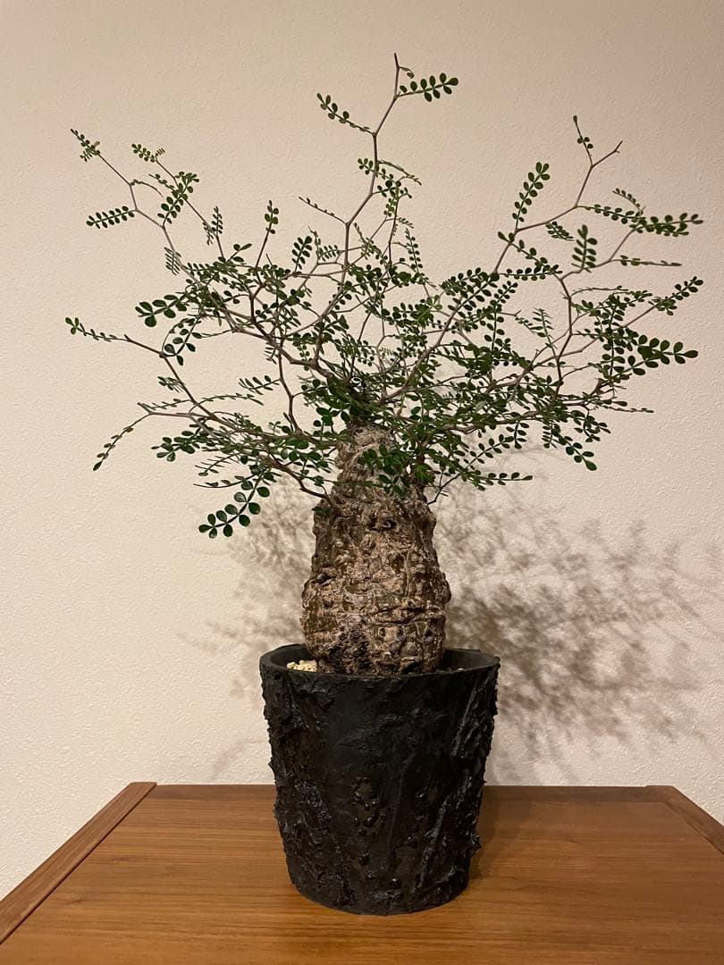 オペルクリカリア パキプス 現地株 発根済み COCT作家鉢付き