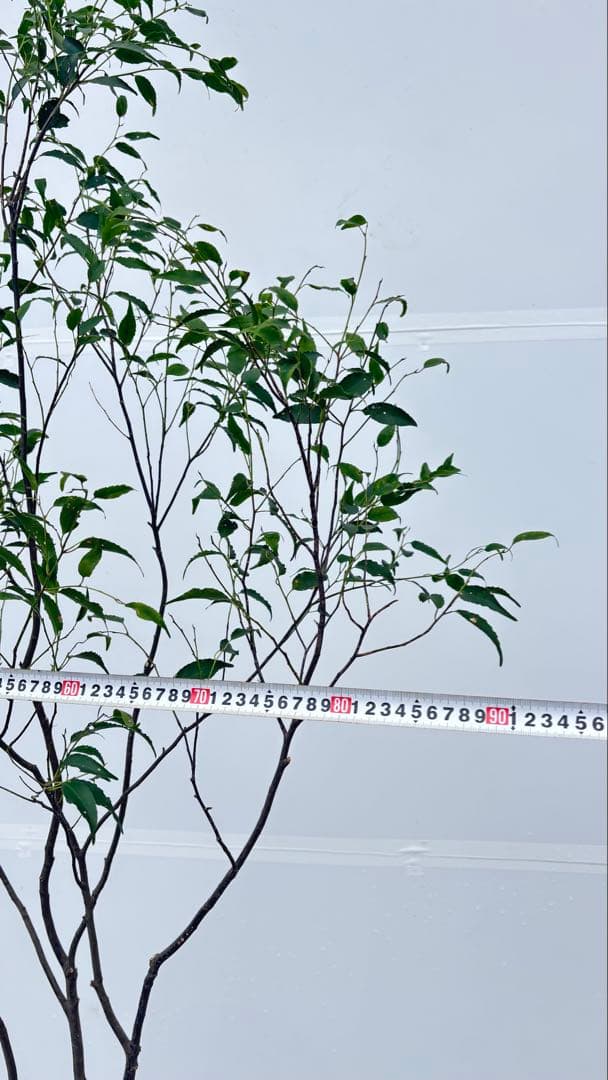 ricca 樹形が魅力的 山採り ハイノキ 株立 717 樹高1.8m位