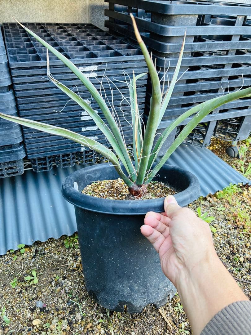 ユッカ　シジゲラ　抜き苗