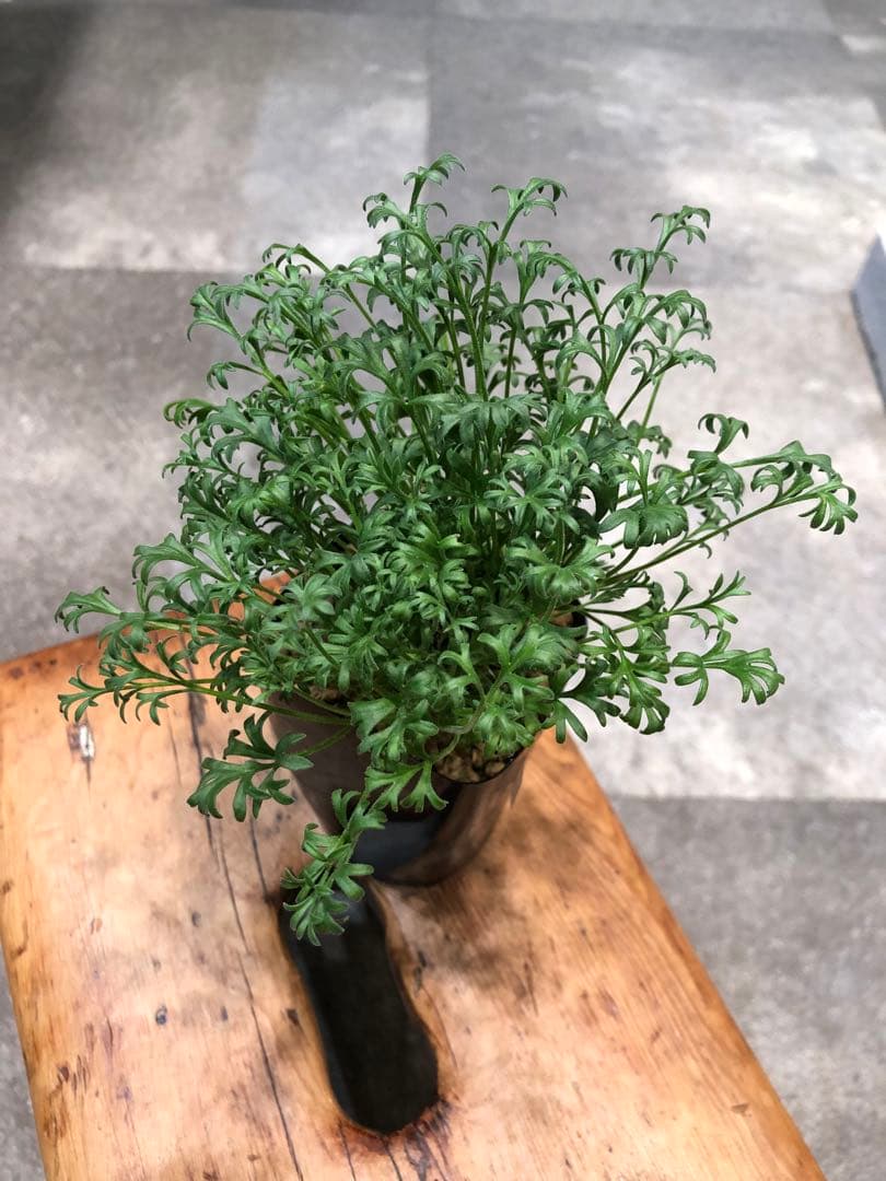 ペラルゴニウム・ヒストリクス