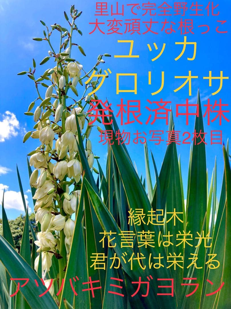 完売　発根済み超優良株＊根は頑丈で巨大【ユッカ グロリオサ/アツバキミガヨラン】