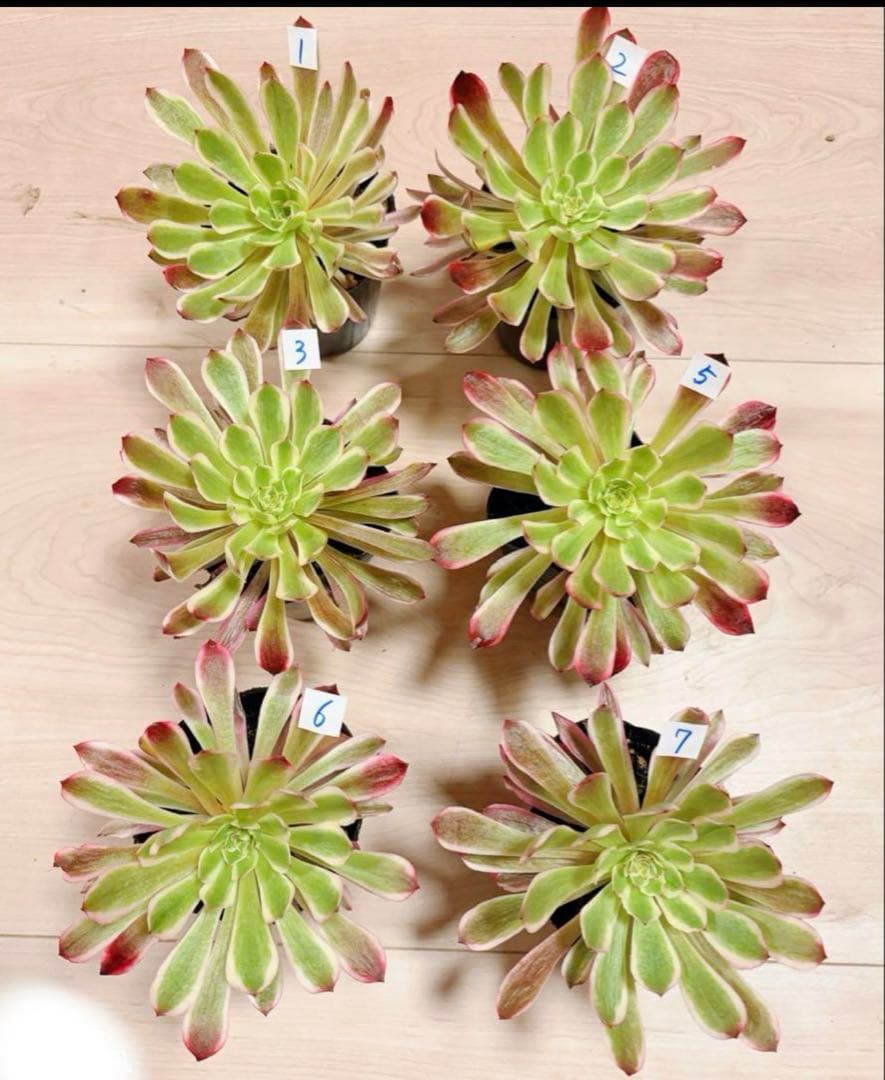 多肉植物アエオニウム錦❤️ 皺葉仙墨 ❤️1大頭13-15cm拔き苗