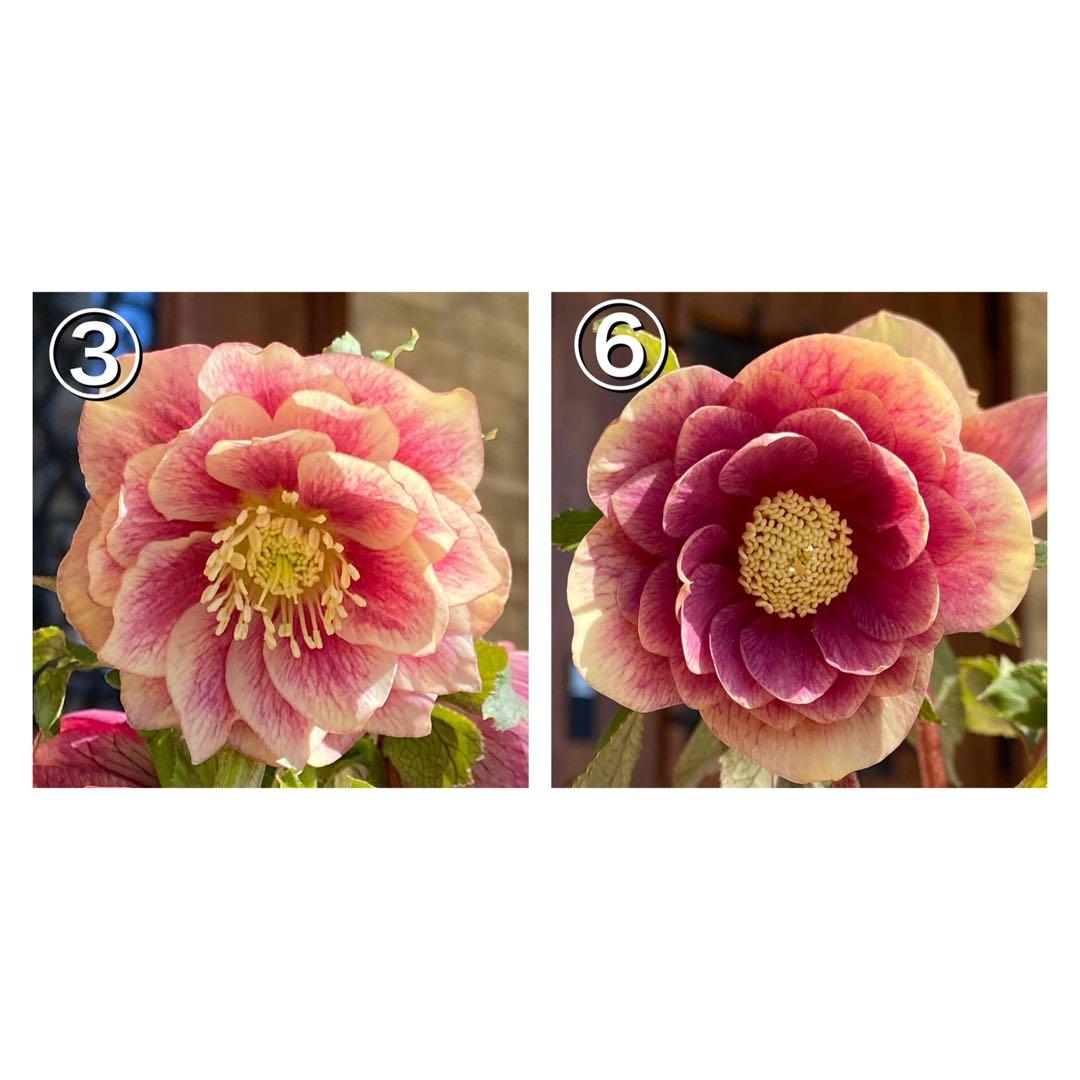 ソレイユ×ソレイユ★クリスマスローズ交配苗★開花年数経過株★ピンク、オーレア