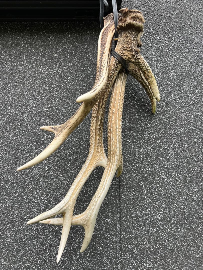 野生の鹿の角