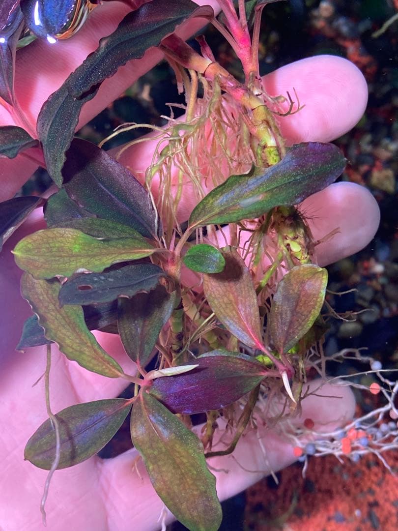 ブセファランドラsp. ブラウニー ディープパープル