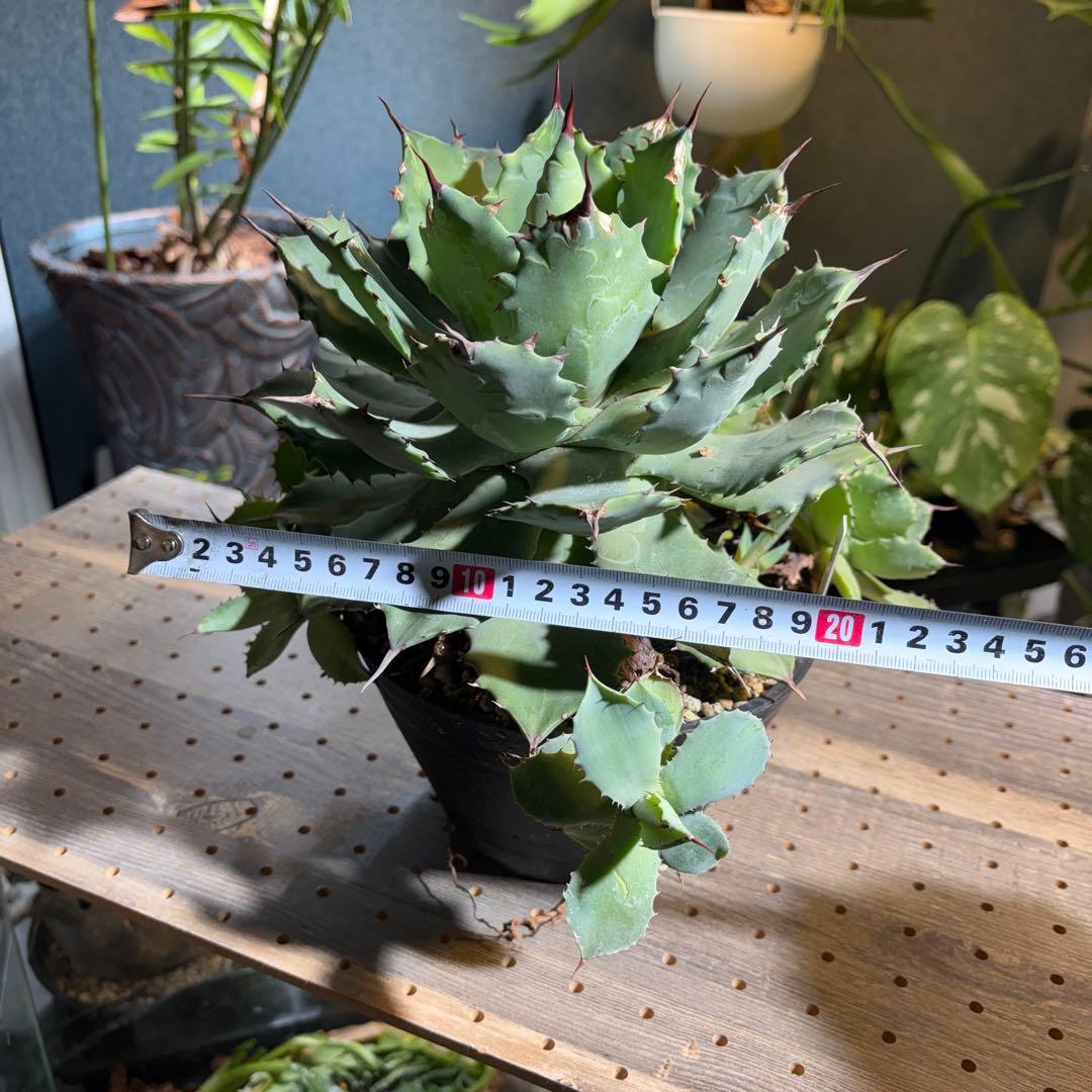 美形　選抜　アガベ　ポタトラム　雷神　大株　子株付き 鉢ごと発送　お買い得