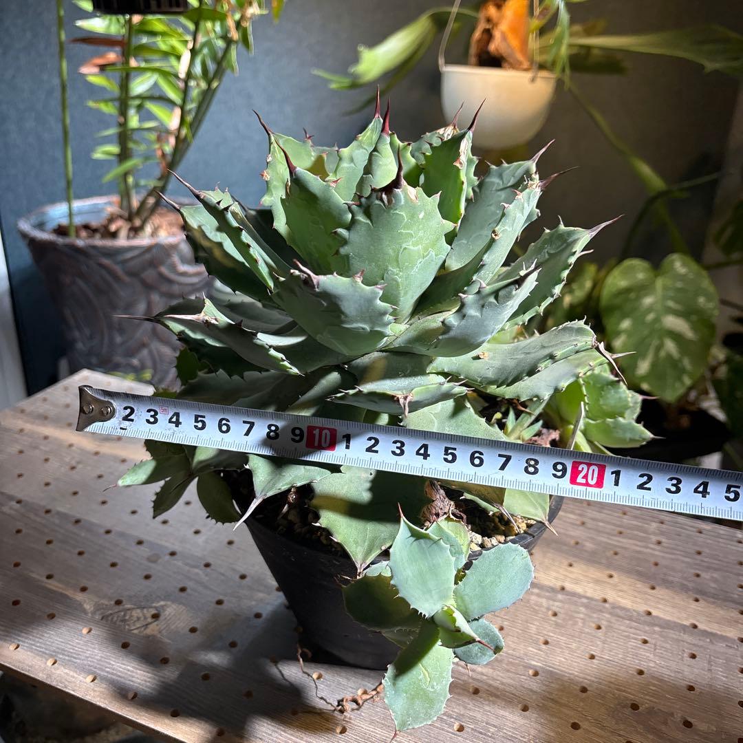 美形　選抜　アガベ　ポタトラム　雷神　大株　子株付き 鉢ごと発送　お買い得