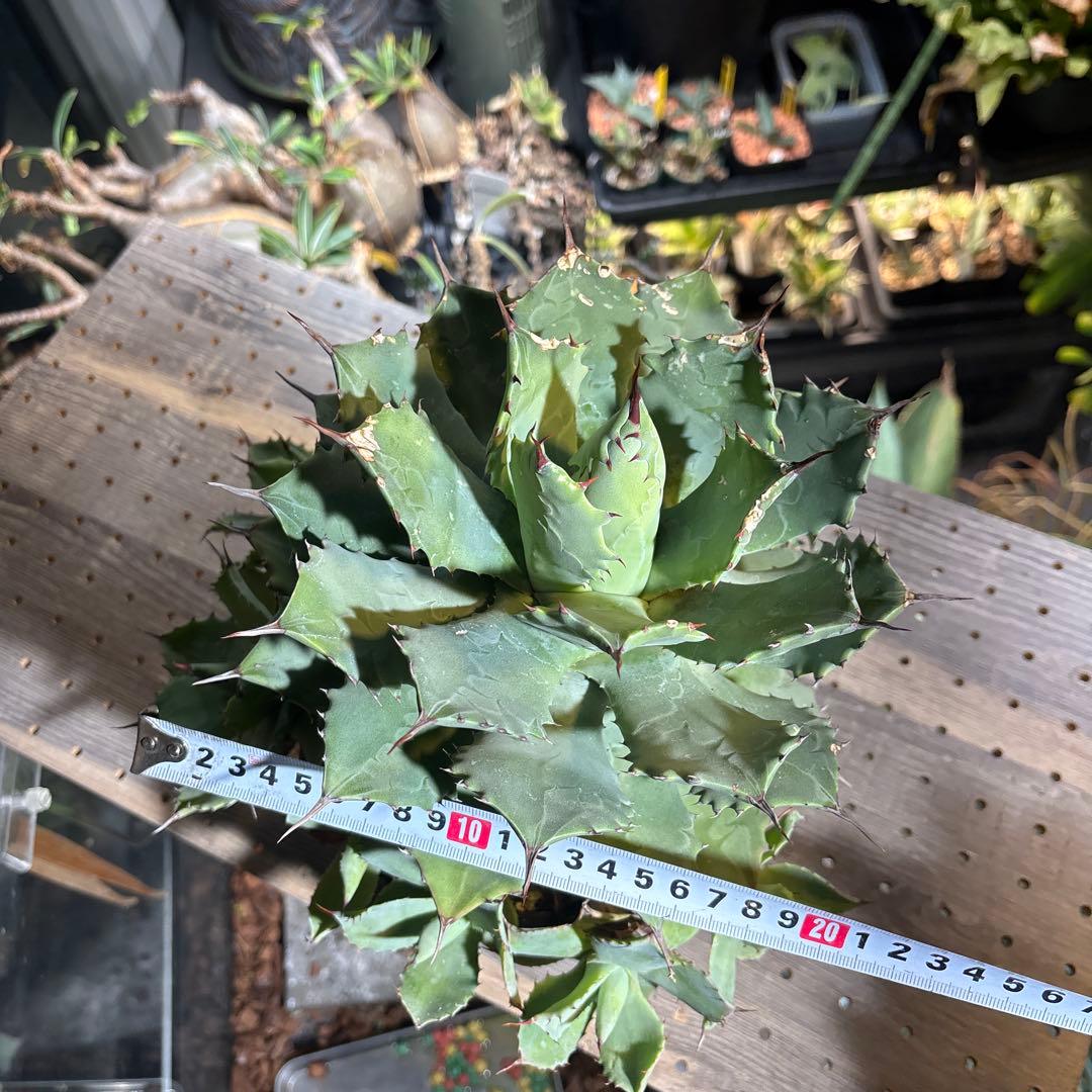 美形　選抜　アガベ　ポタトラム　雷神　大株　子株付き 鉢ごと発送　お買い得