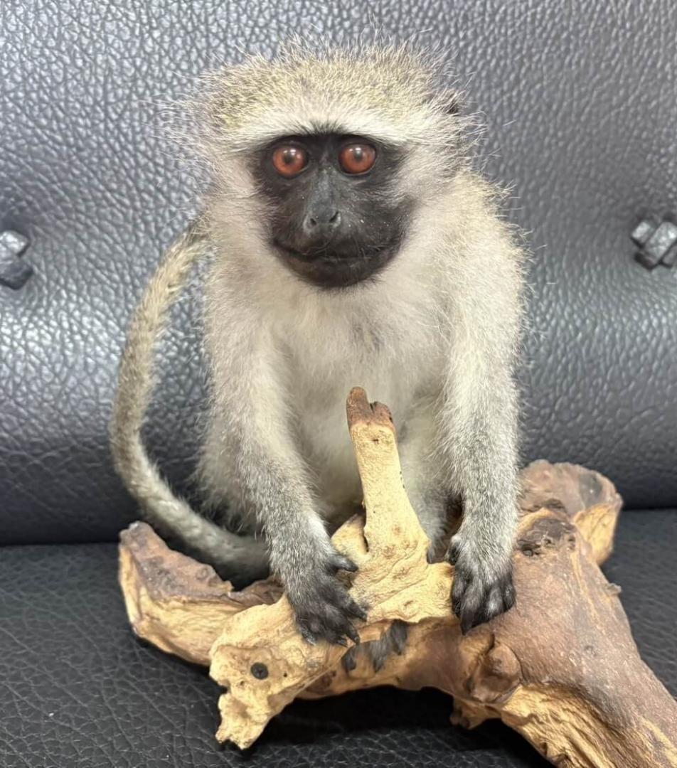 高品質　ベルベットモンキー 全身剥製 ★ B