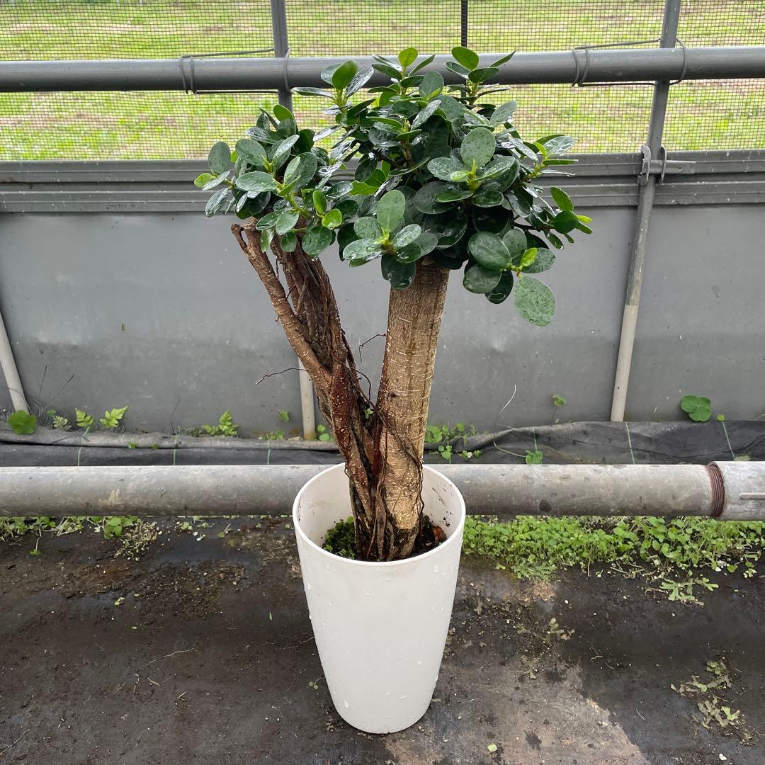 パンダガジュマル　コパンダ　接木　７号サイズ