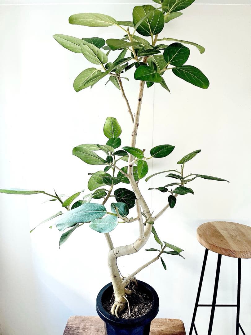 幹太 曲がり フィカス ベンガレンシス 観葉植物 大型 室内