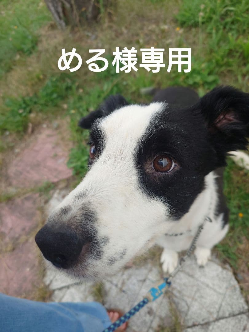 水曜どうでしょうDVD 偶数