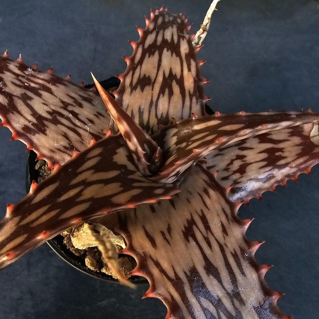 メルカリ便発送☆多肉植物 アロエ属 ペッキー×ヘミンギー