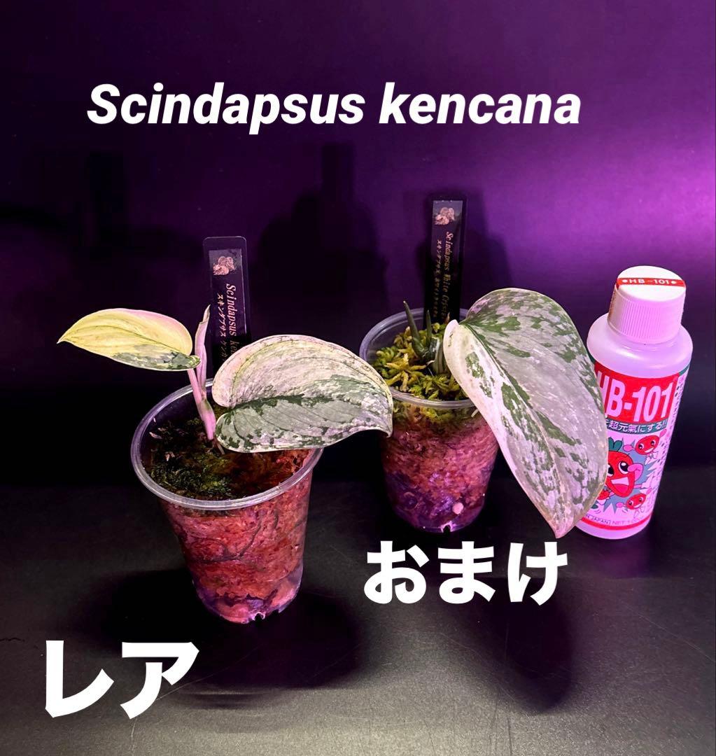 スキンダプサス ケンカナ 【レア】 クリスタルのおまけ付き　L5