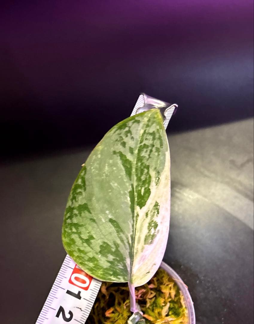 スキンダプサス ケンカナ 【レア】 クリスタルのおまけ付き　L5