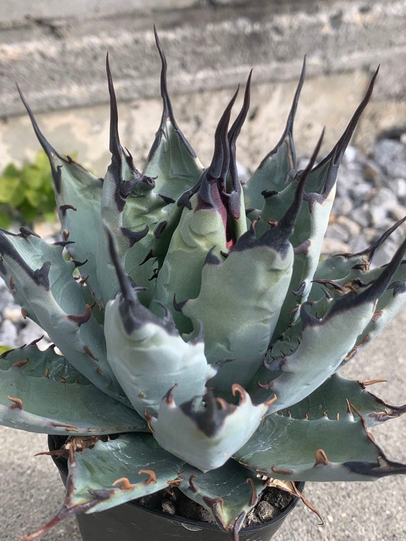 アガベ　ハイブリッド　ネバデンシス×bb オアハカ　オテロイ　陽炎　USA 妖炎