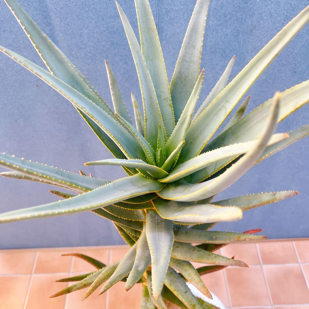 現品　アロエ　ディコトマ　3番　幹上がり　ドライガーデン　地植え　多肉植物