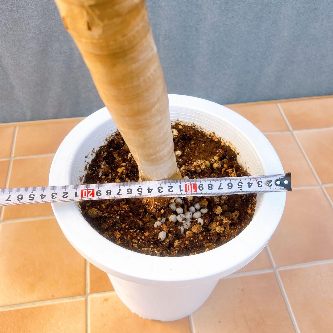 現品　アロエ　ディコトマ　3番　幹上がり　ドライガーデン　地植え　多肉植物