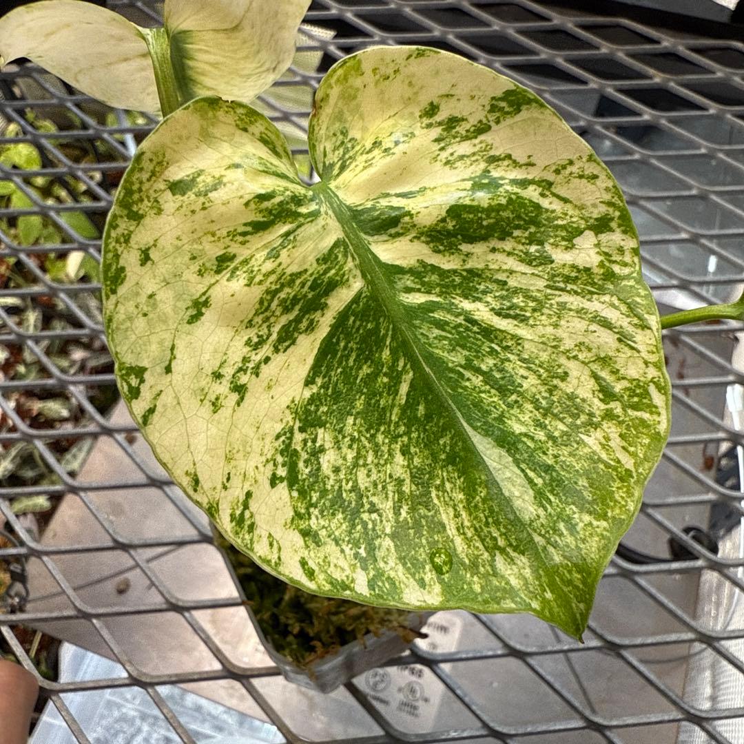 プ*ン様 極上 モンステラ サイアムミント