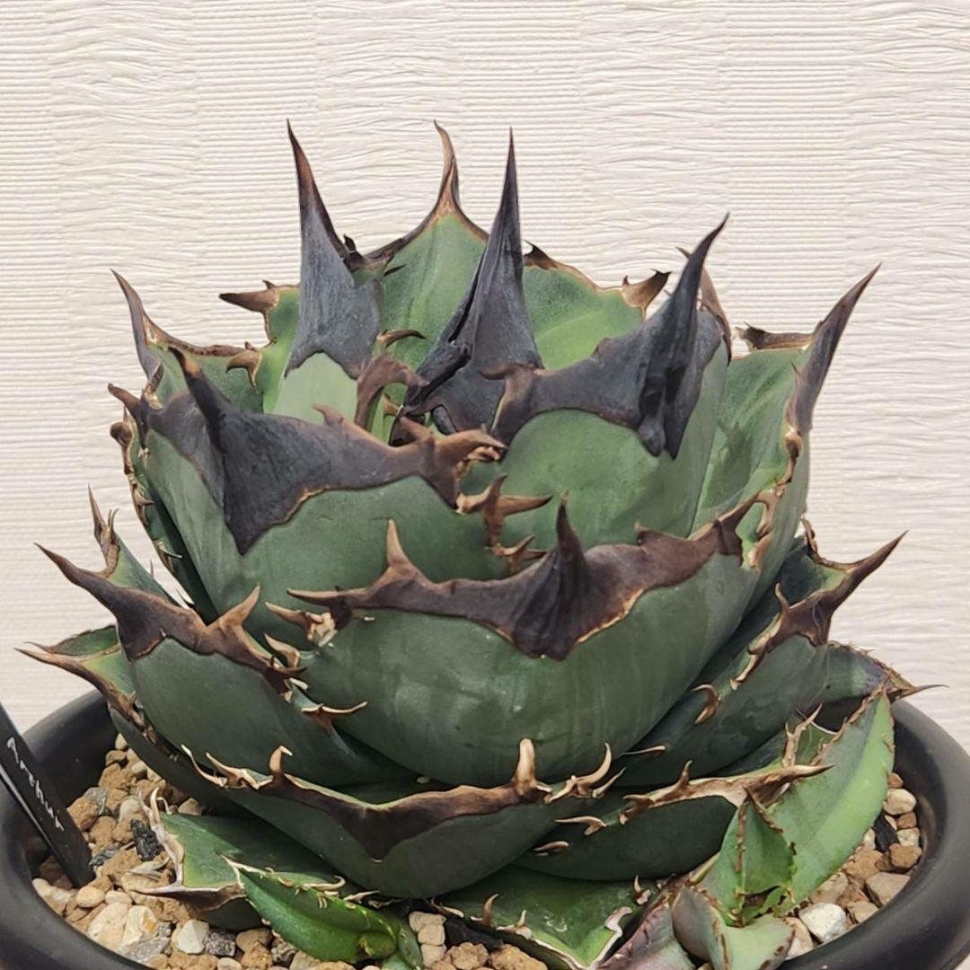 キングアーサー 毒刺産 子株 KING ARTHUR アガベ チタノタ