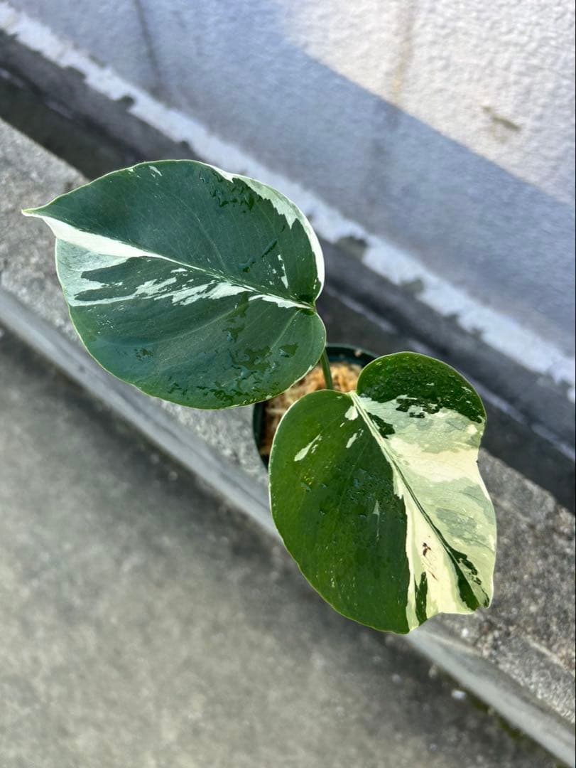 ス*コ様 モンステラ　ミント　斑入り