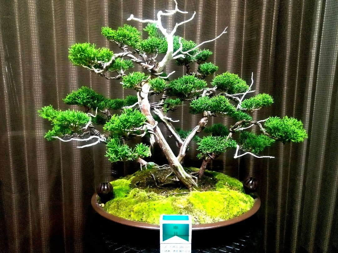 【樹齢30年株立 真柏盆栽】　　　　　　　　　　☆飽きの来ない自信の美品