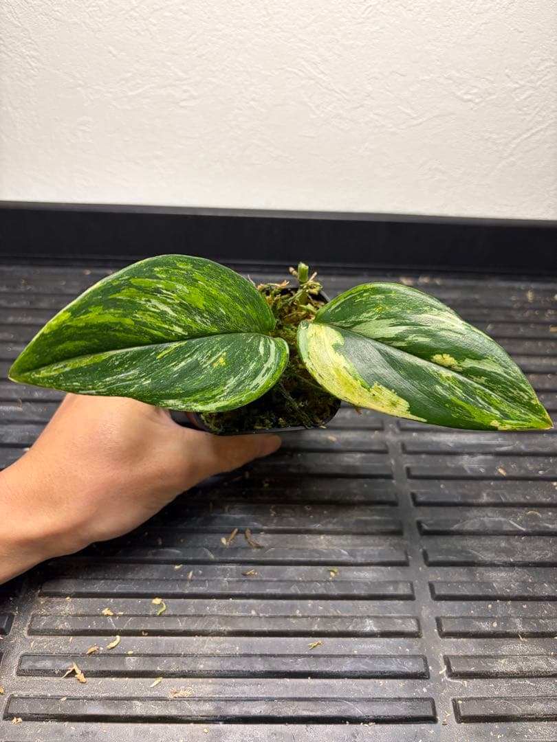 その他観葉植物 scindapsus treubii tricolor